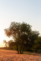 Obraz premium South Korea , seoul , Ripe golden barley field in Golden Sunset