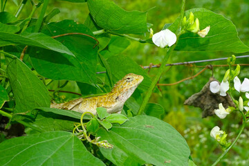 Lizards on the leaves, lizard on the  green leaves.