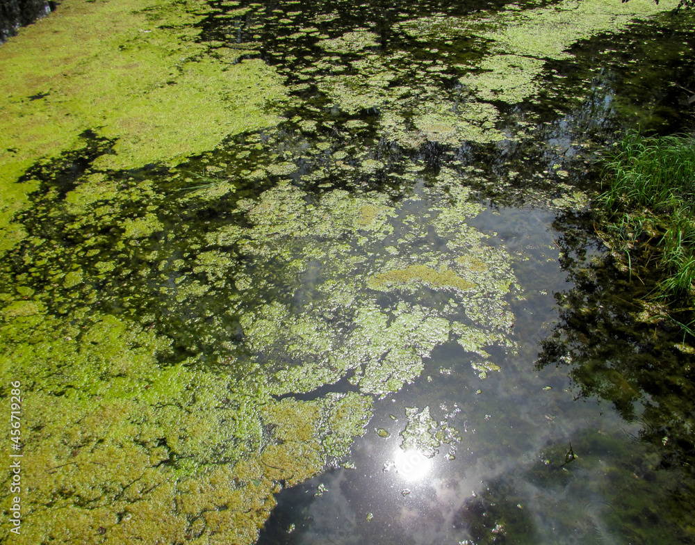 Sticker Water surface with layer of blue-green algae. 
Natural view of lake, swamp or river with blooming Cyanobacteria. It is world environmental problem and ecology concept of polluted nature.