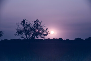 Lonely tree in La Pampa at sunset, Patagonia,Argentina