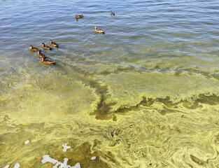 Wild ducks swim near shore in the water with a layer of blue-green algae. Water pollution by blooming Cyanobacteria is world environmental problem. Ecology concept of polluted nature.