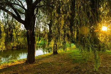 trees in a park in the light of a late summer morning