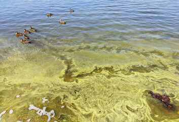 Wild ducks swim near shore in the water with a layer of blue-green algae. Water pollution by blooming Cyanobacteria is world environmental problem. Ecology concept of polluted nature.