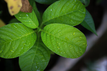 Dewdrops on Giant Passion Fruit leaves in the morning after rain. Green leaves background for wallpaper or backdrop.