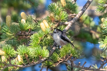 Long-tailed tit perched on a tree branch