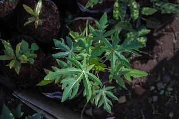 Little Papaya seed tree on a poly bag in the backyard. Tropical fruits, green leaves background for wallpaper.