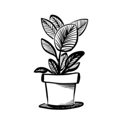 Ficus tree or aspidistra houseplant sketch, potted rubber fig plant icon, sticker, label. Vector illustration.