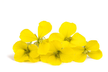 Yellow Wallflowers