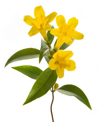 Gelsemium sempervirens