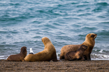 Female Sea Lion mother and pup, Peninsula Valdes, Patagonia, Argentina