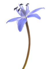 Two-leaf squill