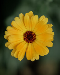 macro of yellow flower on green background