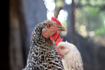 Chickens on a farm, poultry concept. Speckled hen in the foreground