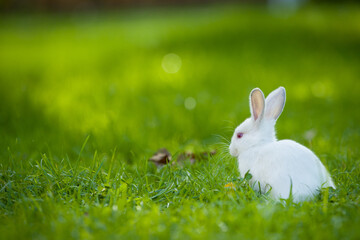 baby rabbit runs on a green lawn on a warm sunny day