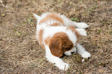 Adorable chiot dans la nature