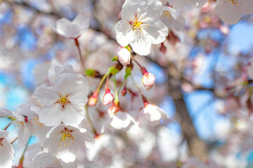 Close-up picture of cherry blossoms trees big of bloom in April.