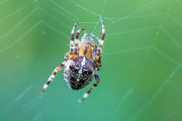 common forest cross spider sitting on web, Araneus diadematus, Europe, Czech Republic wildlife