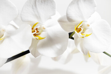 White orchid flowers close-up on a white background. Floral white background. Home tropical plants.