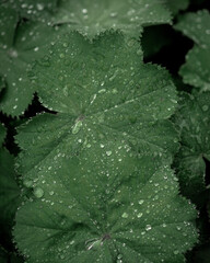 leaf of alchemilla xanthochlora with drops of water