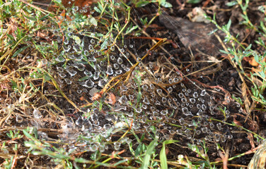 Spider web on the grass with water droplets.