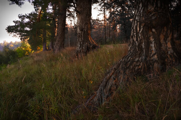 large pine trees stand on the river bank