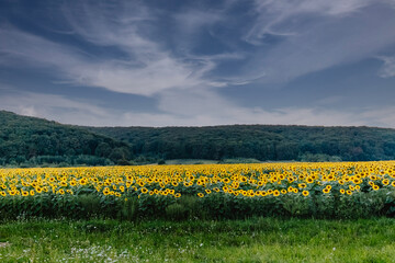 Sunflowers. Field of blooming sunflowers. Nature. Selective focus. beauty sunset over sunflowers field. Panoramic views.