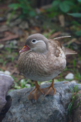Wild duck female.
