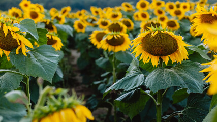 Sunflowers. beauty sunset over sunflowers field. Panoramic views. Field of blooming sunflowers. Nature. Selective focus.