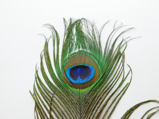 Obraz premium Single Peacock feather isolated on white background