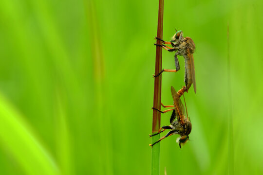 Roberfly mating
During the day they do mating. When the sun starts to shine. Among the grass, weeds and other dense plants.