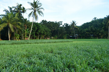 Morning atmosphere in the village