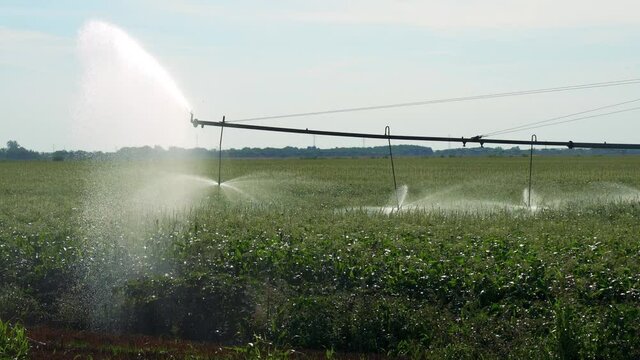 Center-Pivot Irrigation System Sprays Water Over a Field of Corn