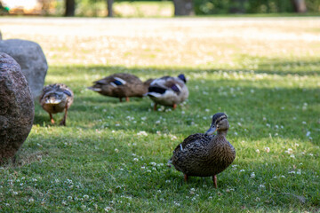 자연의 오리가족 그들의 일상/Anka familj i naturen, deras dagliga liv/ Duck family in nature, their daily life/ 自然のアヒルの家族の日常/ 鸭