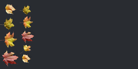 Abstract trendy stylish floral pattern background of 9 multicolored maple leaves in two rows on left in dark for jewelry,nature product.Banner,large copy space.Natural concept on black.Selective focus