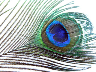 Obraz premium Single Peacock feather isolated on white background