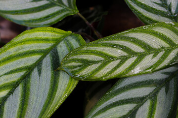 Close-up view of Raindrops on Calathea anulque houseplant with green leaves and white stripes after rain in the morning. Ornamental plants for home decor.