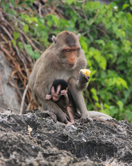 The gray female monkey was looking at the yellow corn in her hand and sitting on the rocks by protecting the black baby monkey in her arms.