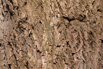 A close-up of the bark of a Willow