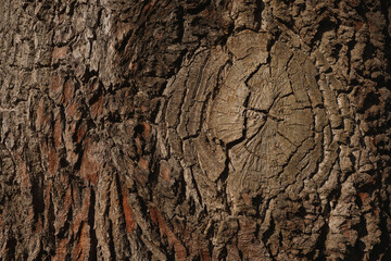 A close-up of the bark of an Oak tree