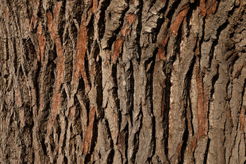 A close-up of the bark of an Oak tree