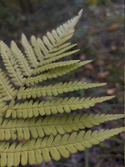 Autumn fern leaf_PR