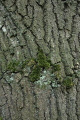 A close-up of the bark of an Oak tree