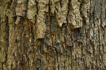 A close-up of the bark of an Oak tree