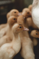 cute ducklings