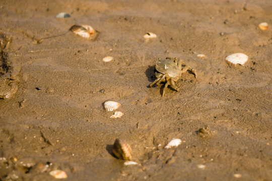 Small baby crab scuttering to the safety on the wet sand during low tide, Kent, England