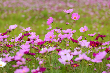 Cosmos blooming in the park