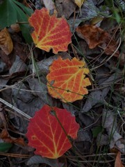 Red-yellow leaves are lying on the ground_PR