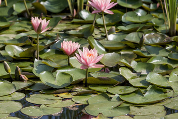 Lotus blossoms in the pond