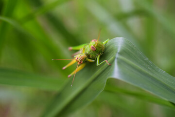 Mating grasshoppers perched beautifully on the leaves in the morning grass.