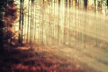 Obraz premium autumn forest landscape, abstract background October view in yellow trees, fall nature